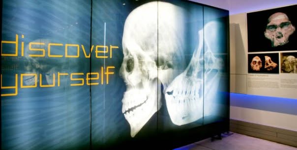 Maropeng — 'Discover yourself' skull X-ray exhibition wall