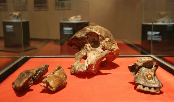 Maropeng — hominid fossil casts on display