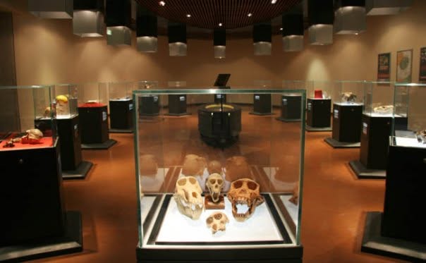 Maropeng — fossil gallery with lit display cases