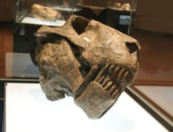 Maropeng — close-up of an ancient hominid skull cast